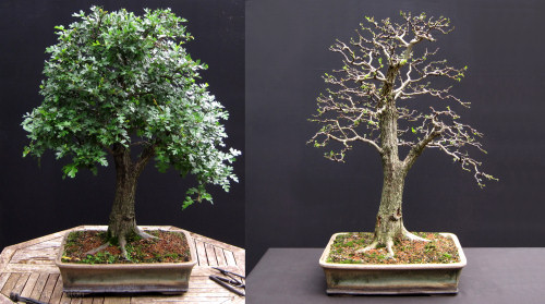 hawthorn bonsai